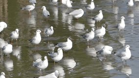 Seagull Bird live big group on shallow of the sea for find food for example Small fish and shellfish,Video Clips