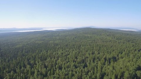 Long distance nature mountain green tree forest landscape, aerial view. An aerial view of the forest during summer, with a mix of evergreen trees with a beautiful mountains in the distance
