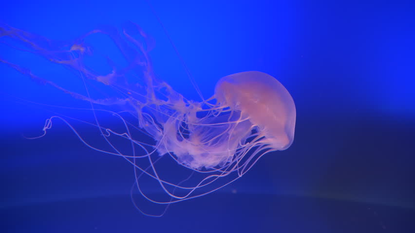 Do Jellyfish Swim