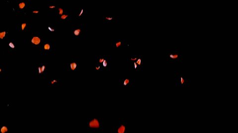 4K Falling Down Rose Petals slow motion (150fps) overlay on dark black background for wedding, romance, love, Valentines day and etc...projects. You can use in any editing program with blending modes.