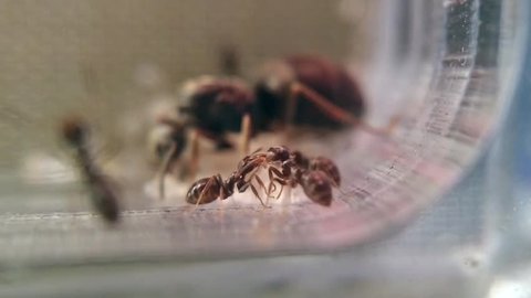 Ant queen in the nest. Macro footage of kissing ants