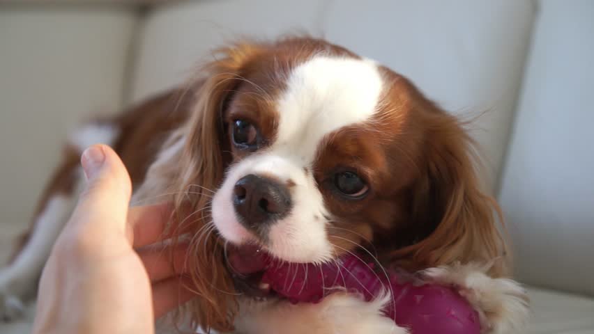 cavalier king charles spaniel chewing on Stock Footage Video (100% ...