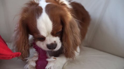 The cavalier king Charles Spaniel chewing on a rubber bone at white sofa