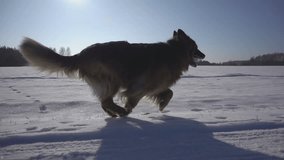 Dog (German Shepherd ) running in the snow in winter. Slow motion. Beautiful sunny weather. Video session recorded on a winter day. Low-hanging sun creates long spatial shadows. 