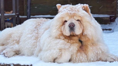 Chow chow covered in snow powder calmly lying in snow