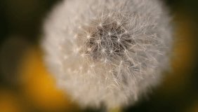 dandelion flower in the wind movement