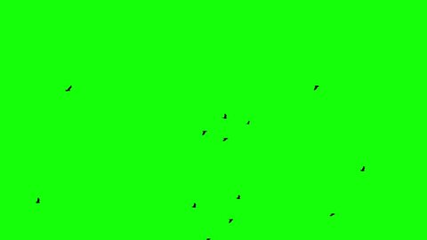 a flock of birds flies left to right along the horizon to greenscreen