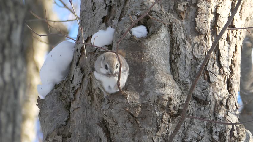 Cute wild small animals living in Japan:Pteromys volans orii that appeared in the sunny days, cling to twigs

