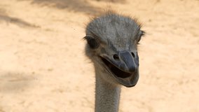 Very funny faces of ostriches that are smiling in the video camera