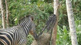 Zebra eats hay in the zoo