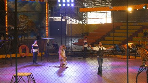 Si RACHA, THAILAND - JANUARY 17, 2018: Tigers in circus arena perform with a concert number with a trainer on a tiger farm