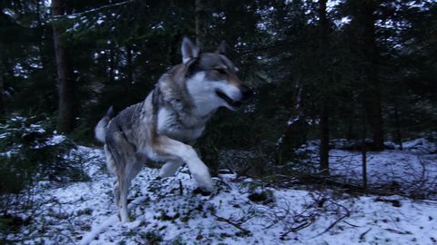 wolves running through a forest with a winter atmosphere
