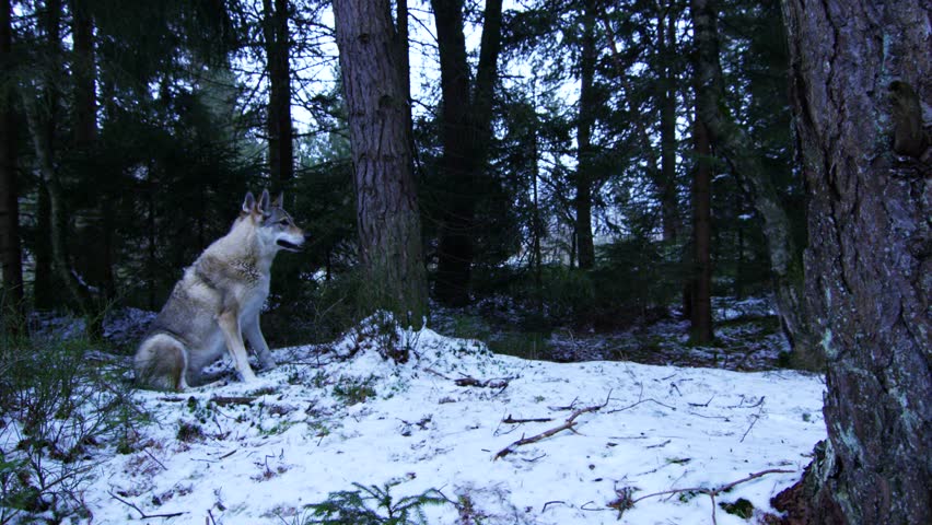 wolves sitting in a forest with a winter atmosphere
