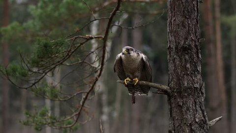hawk sits on a branch in a forest and starts for a hunt