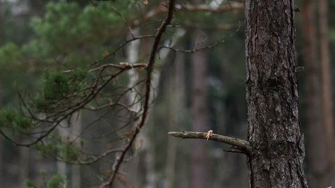 hawk catches his prey in a forest and scuffs it down