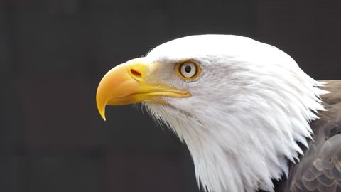 north america bald eagle 4k