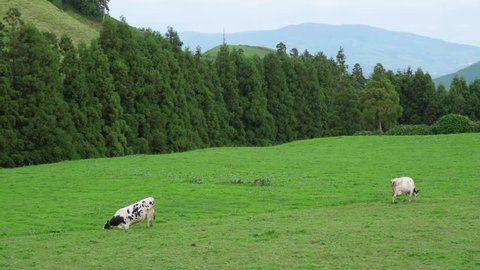 Dairy cows grazing in green field in azores portugal 4k