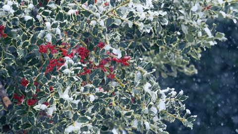 Holly berries and snow: romantic view of a holly tree under the snowfall