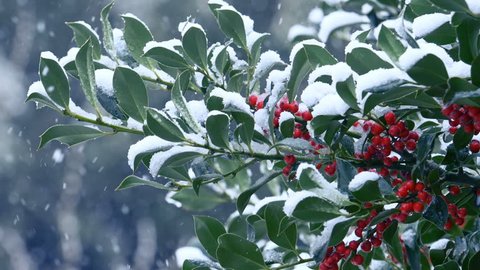 snowfall: snow falling on a holly tree branches in slow motion. winter Christmas
