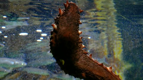 Genoa, Italy - January 18, 2018: Close-up of a Sea Cucumber on a glass of a fish tank