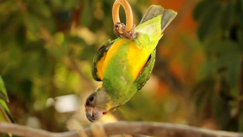 Animal Bird Two green parrots playing on Perch. Senegal Parrot (Poicephalus senegalus) is a Poicephalus parrot which is a resident breeder across a wide range of west Africa. 