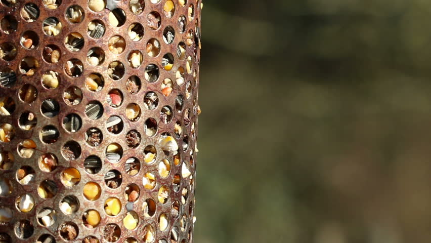 Robin, Wild Garden Bird On Authentic Rusty Metal Feeder, Macro, Bokeh Background.