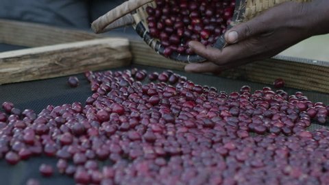 Pouring ripe coffee cherries onto a drying bed in Ethiopia. 