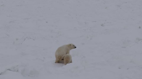 Slow motion - mother polar bear and her cub walk behind big blocks of sea ice stop to defecate