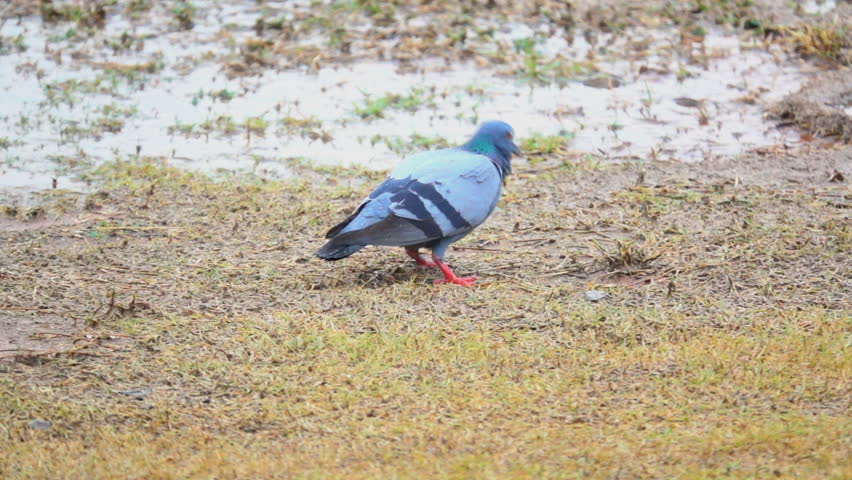 Pigeon walk finding food on grass filed on raining. It beautiful feral pigeon. 