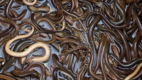Many asian swamp eels crawl over each other, Laos.