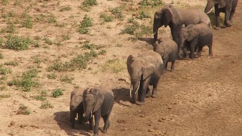 African elephant herd walking on riverside