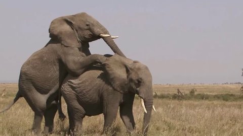 African elephant mating