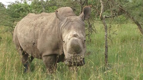 Northern white rhino Sudan grazing