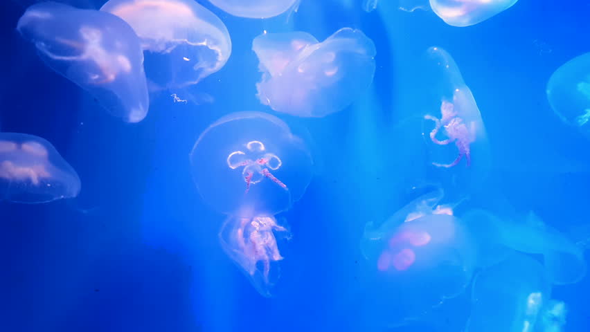 Beautiful jellyfish float in blue water. Many jellyfish. Royalty-Free Stock Footage #1008156349