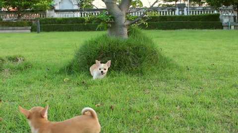 chihuahua dogs playing in garden