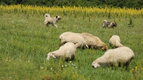 Smart dogs leading sheep, helping to shepherd, rural economy, animals breeding