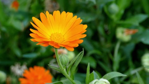 Breeze blowing the orange Pot marigold blossom.
Close up of  blooming Calendula officinalis.
Out of focus green meadow background.
 Nature, springtime concept. 
Flower gardening concept.