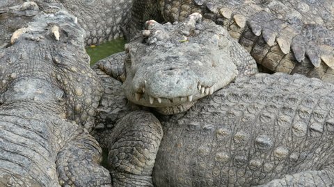 Crocodiles lazily lie in captivity. Crocodile farm in Pattaya, Thailand