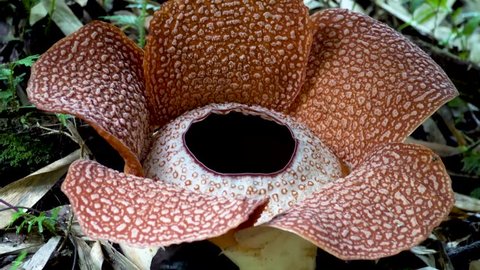 Rafflesia Keithii Flower