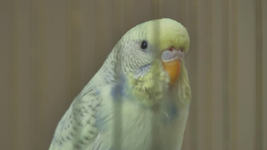 parrot hamster wheel