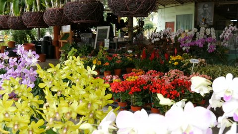 PATTAYA, THAILAND - DECEMBER 16, 2017: Various beautiful flowers in pots in a botanical garden or on a store shelves