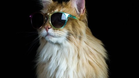 beautiful cool disco cat with sunglasses