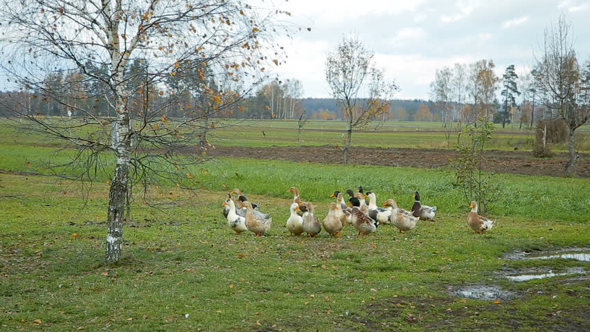 White farm ducks by the countryside road