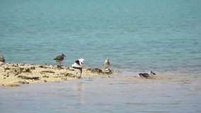 Migratory pair of crab plover bird  relaxing and showering when the tide is high at Laem Krangyai ,Phang Nga Thailand.
Crab plover habitat ,slow motion.