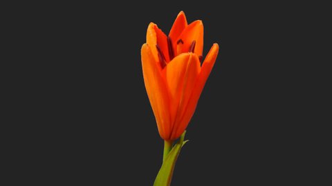 4k Time-lapse of blossoming red lily flower. RGB +ALPHA matte format transparency channel isolated on black background 