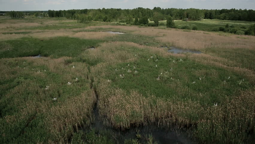 Aerial view of bog lands with white herons nesting place