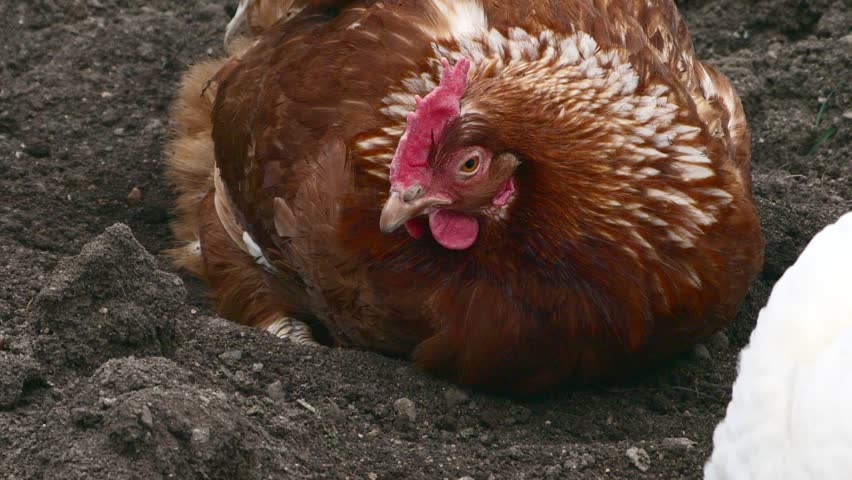 Free range chicken pecking on an organic farm happy chilling in the dirt close