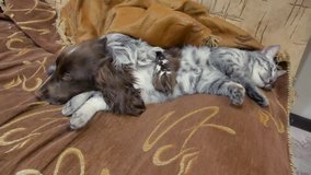 cat and a dog are sleeping together funny video. friendship cat and dog indoors