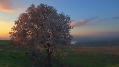 Right pan day to night timelapse of an  Almond tree in full bloom in the Golan Heights