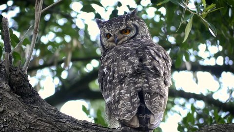4k low angle close up shot of spotted eagle owl mother in tree. Back view as she preens her wing feathers over her shoulder. Daytime. Dappled light.
